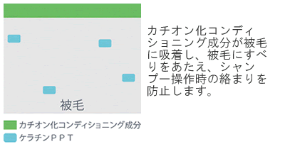 カチオン化コンディショニング成分が被毛に吸着